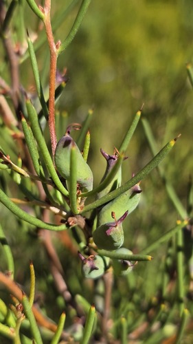 Small-fruit Hakea (Hakea microcarpa)