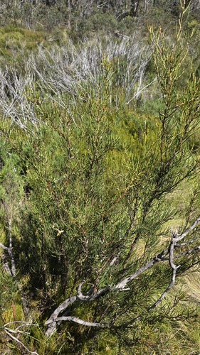 Hakea microcarpa, photograph 5