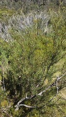 Hakea microcarpa, photograph (c) Petra Holland, some rights reserved (CC BY)