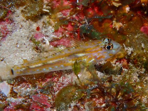 Bleke rifgrondel (Coryphopterus eidolon) — Gobiidae