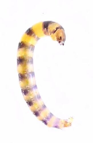 Metriocnemus fuscipes