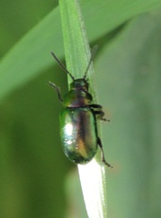 Gastrophysa cyanea
