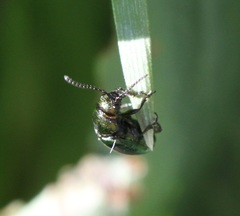 Gastrophysa cyanea