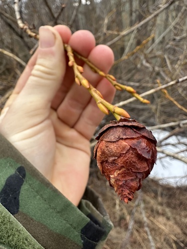 Unknown species found near Laramie, WY, US
