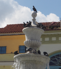 Columba livia domestica