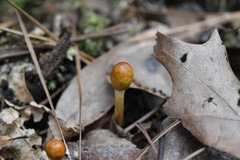 Ophiocordycipitaceae