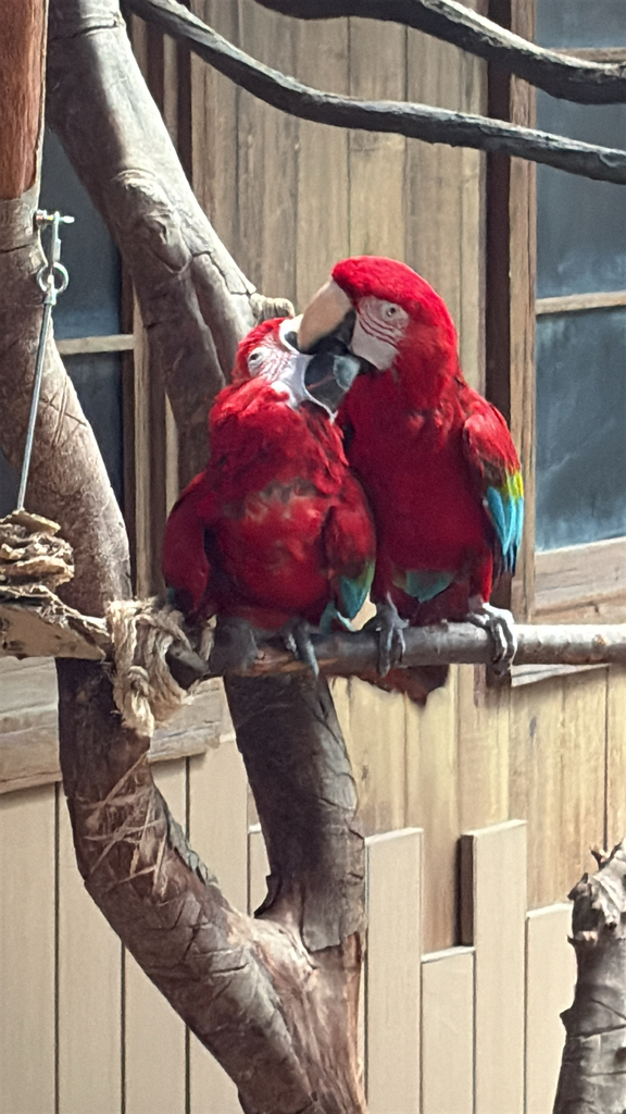 Red and green Macaw In February 2026 By Wu Ai Leong INaturalist red-and-green-macaw-in-february-2026-by-wu-ai-leong-inaturalist
