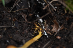 Ophiocordycipitaceae