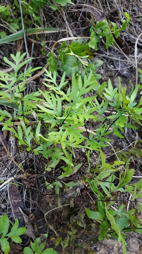 Doryopteris takeuchii