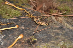 Ophiocordycipitaceae