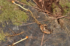 Ophiocordycipitaceae