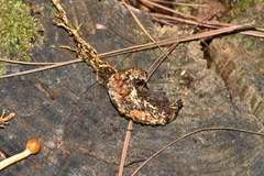 Ophiocordycipitaceae