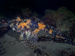 Taurulus bubalis