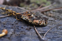 Ophiocordycipitaceae