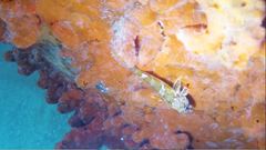 Bovichtus angustifrons