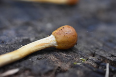 Ophiocordycipitaceae