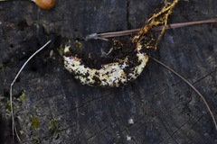 Ophiocordycipitaceae