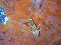 Bovichtus angustifrons