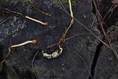 Ophiocordycipitaceae