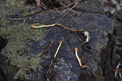 Ophiocordycipitaceae