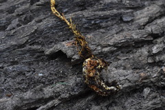 Ophiocordycipitaceae