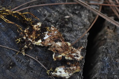 Ophiocordycipitaceae