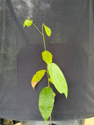 Shorea leprosula observed 2026-02-13