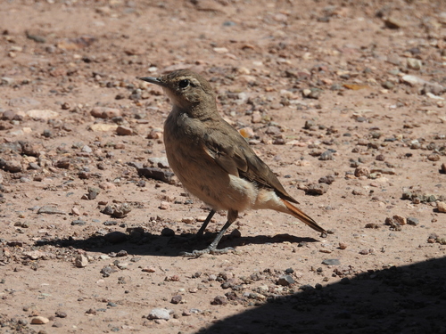 Rufous-banded Miner (Geositta rufipennis), photo 4