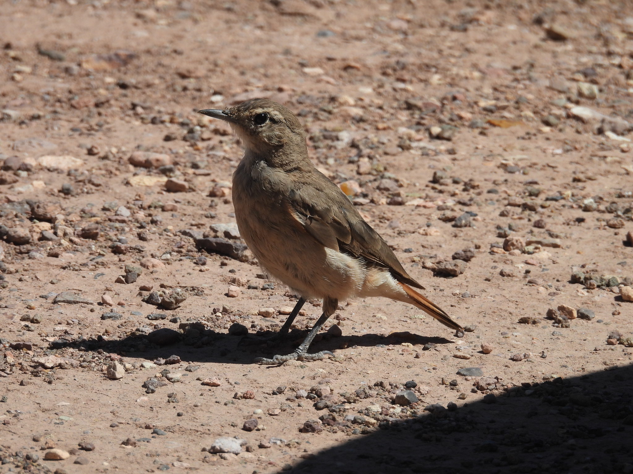 Rufous-banded Miner (Geositta rufipennis), photo 8