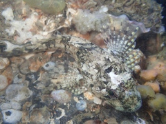 Taurulus bubalis