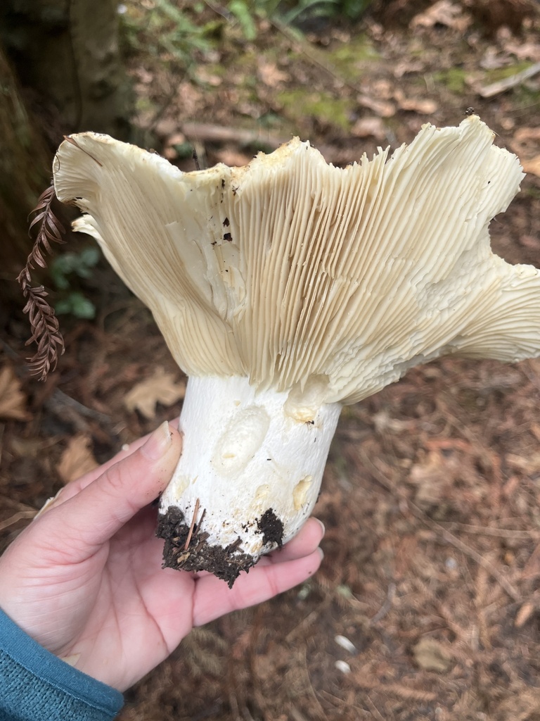 Russula brevipes · February 2026 · photo: © pynklynx (iNaturalist, CC)