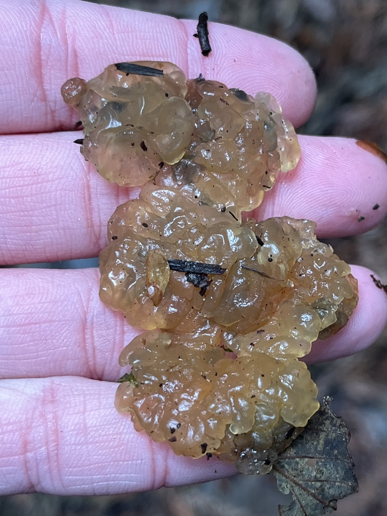 Myxarium nucleatum · February 2026 · photo: © pynklynx (iNaturalist, CC)