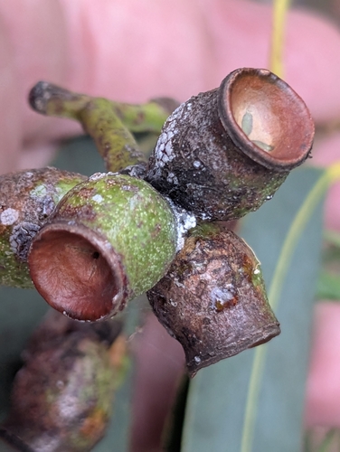 Yellow Bloodwood (Corymbia eximia)