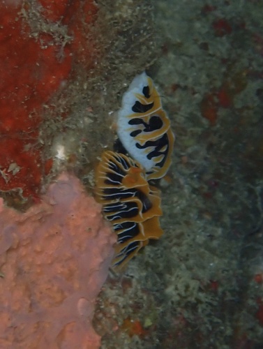Reticulidia fungia