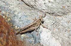 Schistocerca serialis