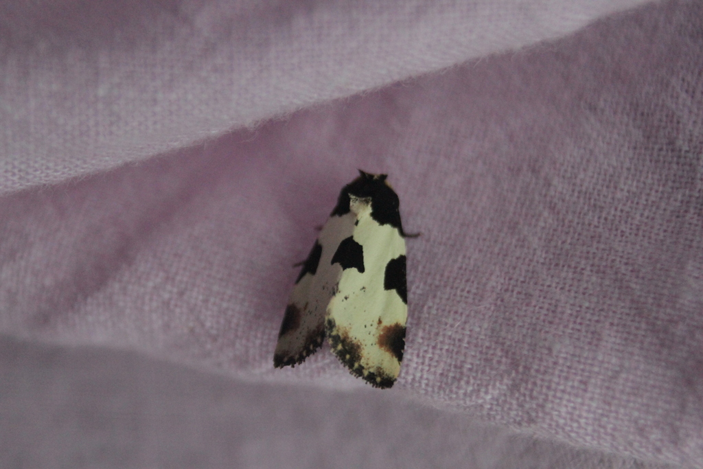 Thalatha argentea (Thalatha argentea)