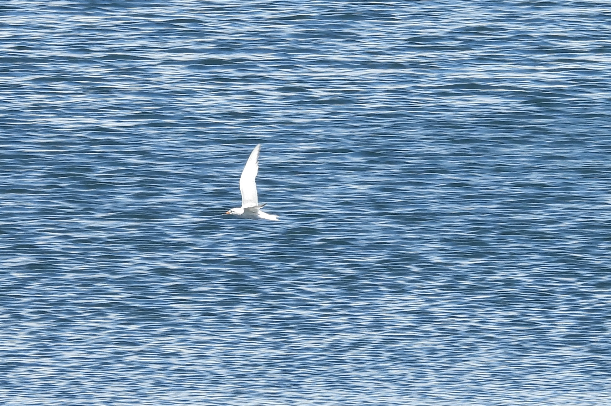 Snowy-crowned Tern (Sterna trudeaui), photo 9