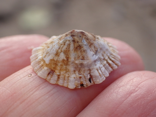 Siphonaria normalis observed 2026-02-11