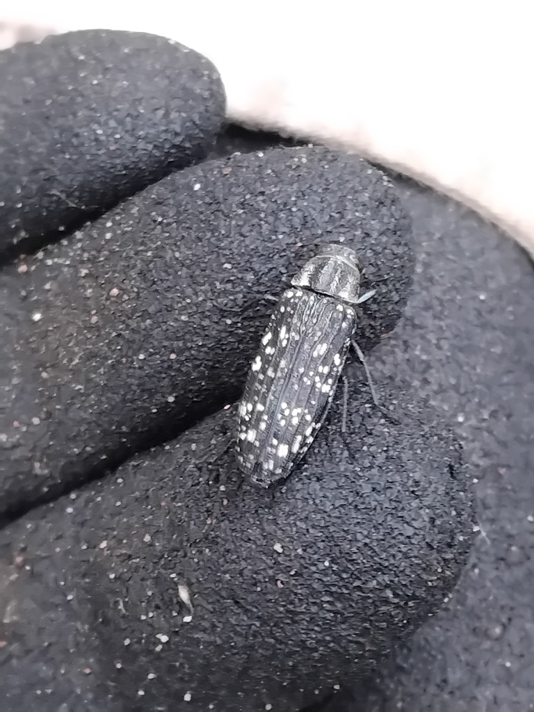 Burnsiellus albosparsus
