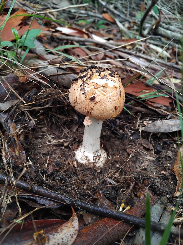Amanita ochrophylla · February 2026 · photo: © sofiazed1 (iNaturalist, cc-by)