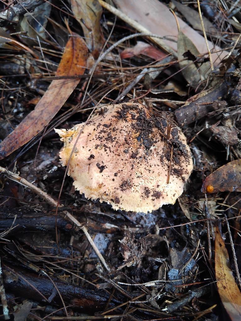 Amanita ochrophylla · February 2026 · photo: © sofiazed1 (iNaturalist, cc-by)