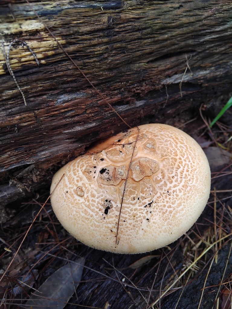 Amanita ochrophylla · February 2026 · photo: © sofiazed1 (iNaturalist, cc-by)