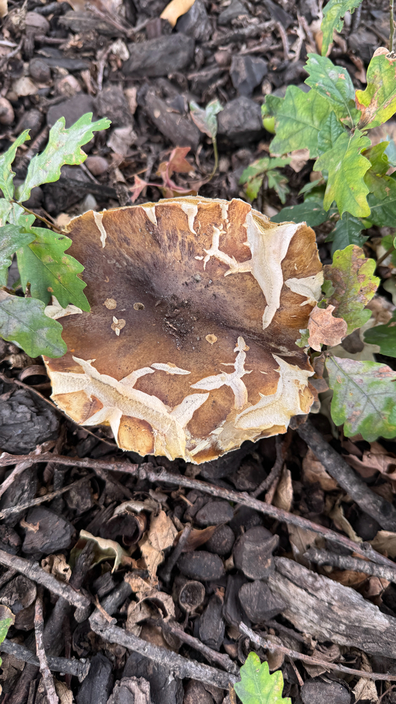 Boletus edulis · February 2026 · photo: © frankashwood (iNaturalist, cc-by)
