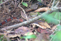 Erythrolamprus bizona