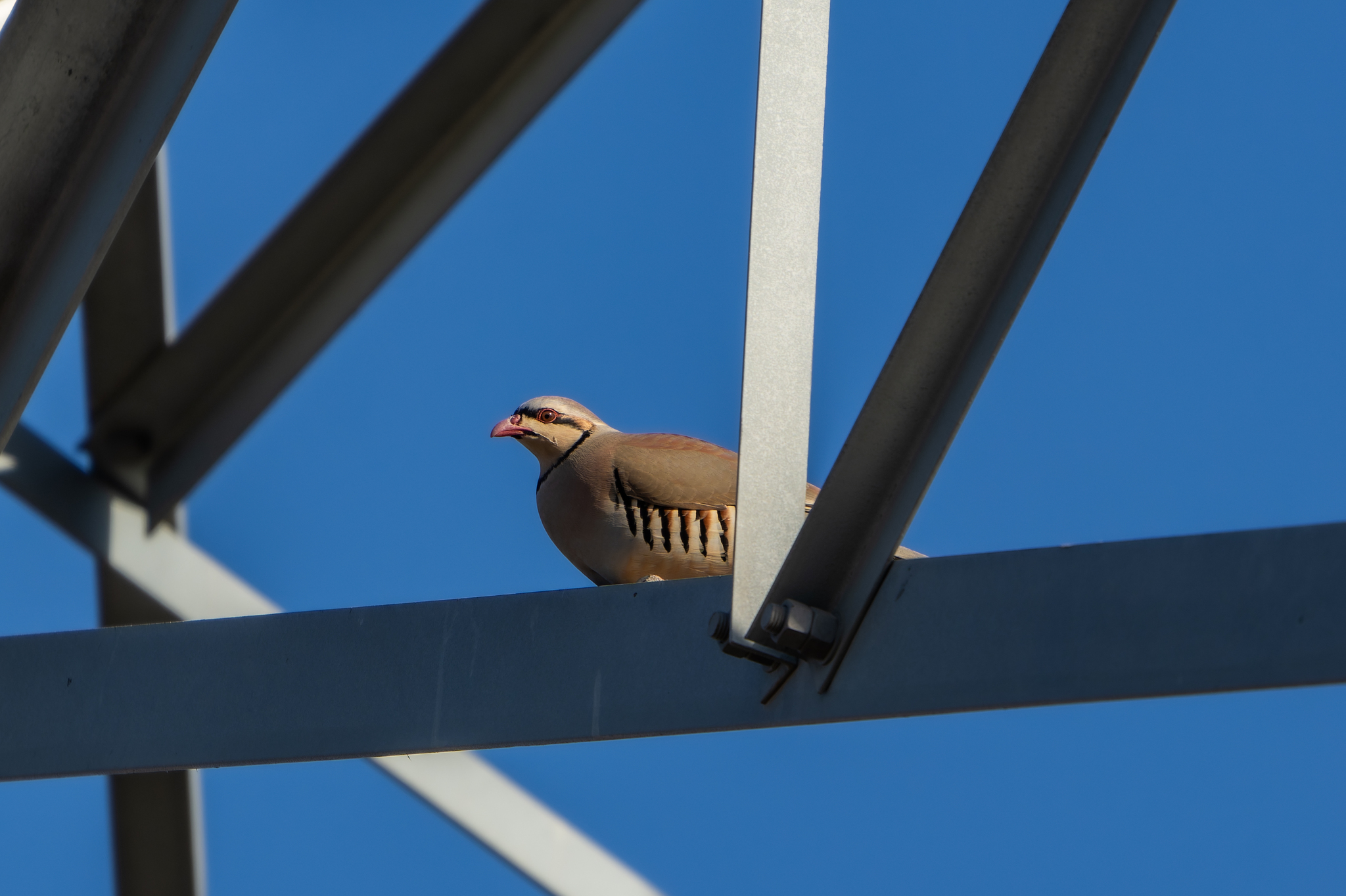 Chukar Partridge (Alectoris chukar), photo 3