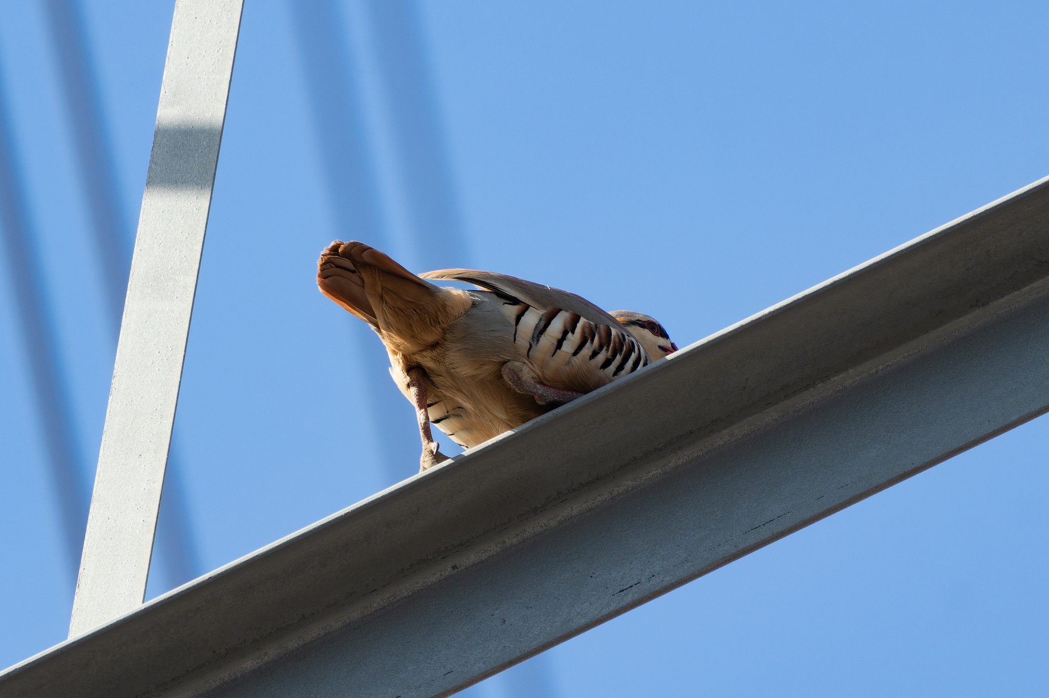 Chukar Partridge (Alectoris chukar), photo 4
