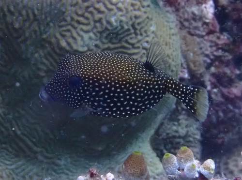 Ostracion meleagris