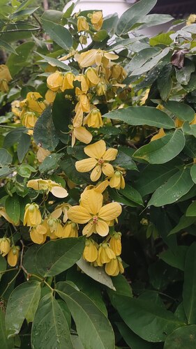 Senna nitida, photograph 1