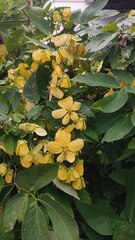 Senna nitida