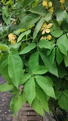 (c) Egor Dyukarev, some rights reserved (CC BY) Senna nitida, photograph (c) Egor Dyukarev, some rights reserved (CC BY)